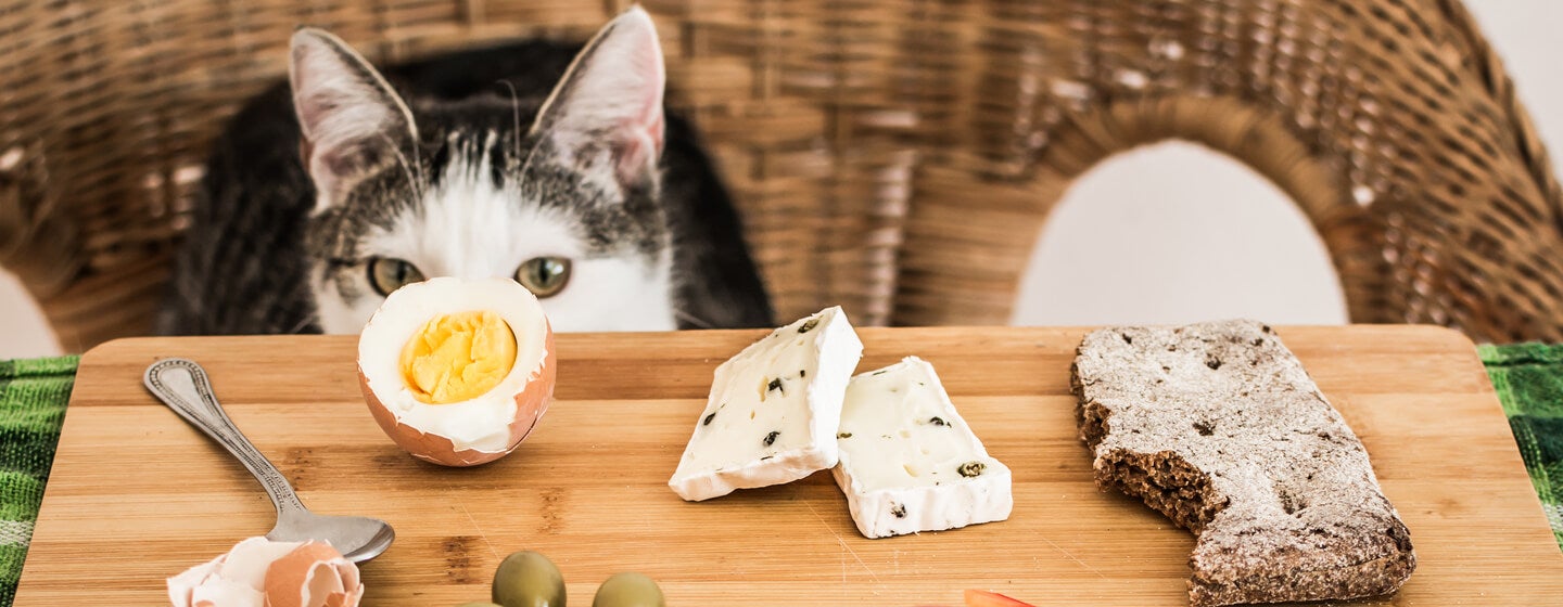 Can you feed cats cheese best sale